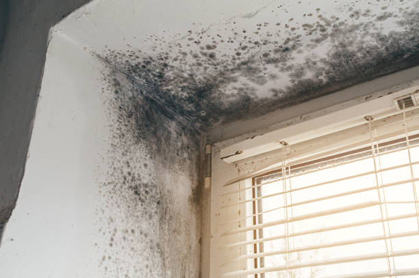 Trusted Mold Inspection service in McAlisterville, PA - Cheap Mold Removal