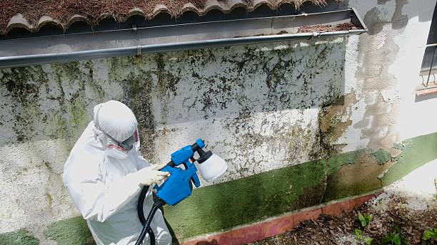 Top rated local Mold Cleanup specialists in McAlisterville, PA